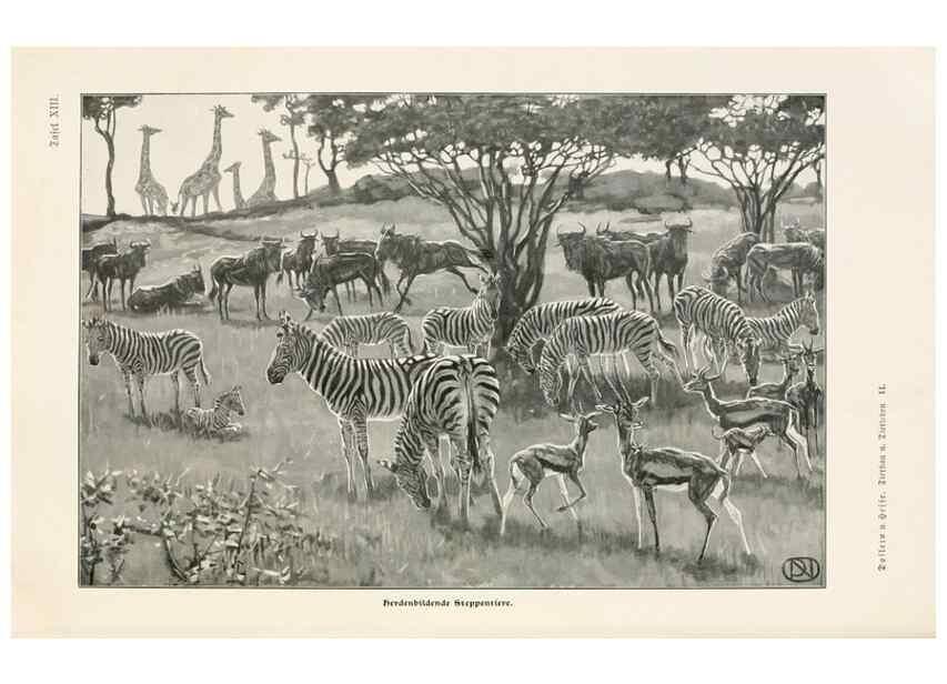 Reproducción/Reproduction 9680205466: Tierbau und tierleben in ihrem zusammenhang betrachtet. Leipzig, und BerlinB. G. Teubner,1910-14.