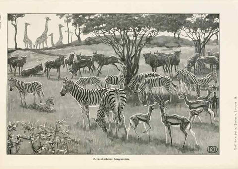 Reproducción/Reproduction 9680205466: Tierbau und tierleben in ihrem zusammenhang betrachtet. Leipzig, und BerlinB. G. Teubner,1910-14.