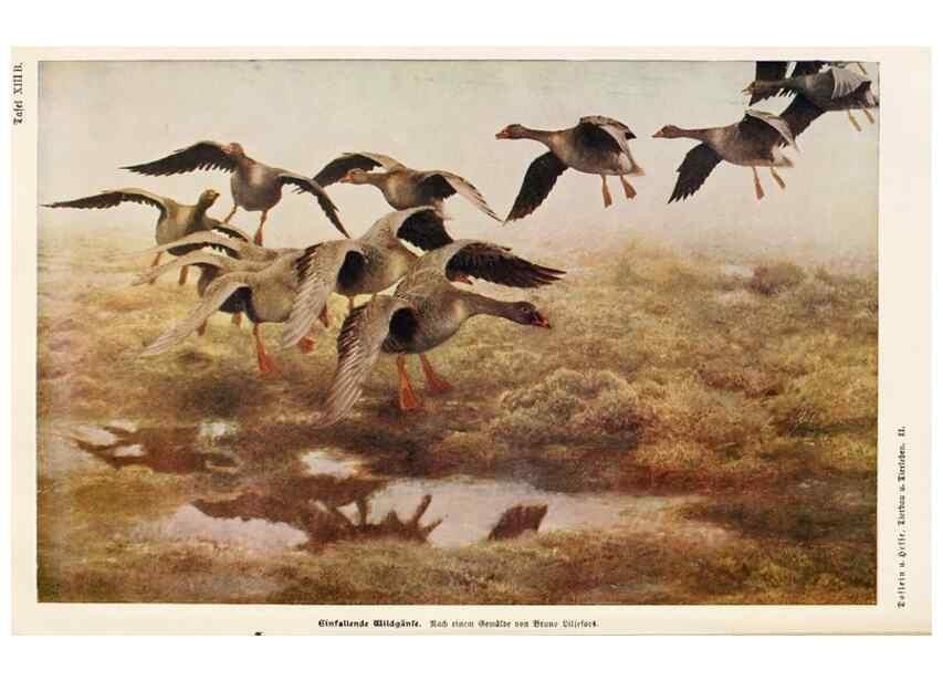 Reproducción/Reproduction 9676972351: Tierbau und tierleben in ihrem zusammenhang betrachtet. Leipzig, und BerlinB. G. Teubner,1910-14.