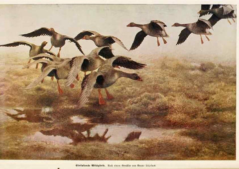 Reproducción/Reproduction 9676972351: Tierbau und tierleben in ihrem zusammenhang betrachtet. Leipzig, und BerlinB. G. Teubner,1910-14.