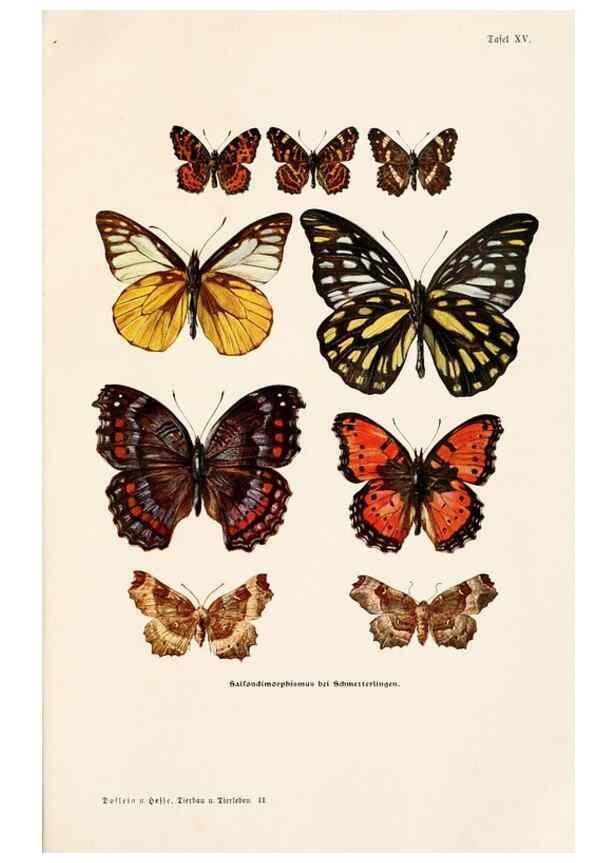 Reproducción/Reproduction 9680209666: Tierbau und tierleben in ihrem zusammenhang betrachtet. Leipzig, und BerlinB. G. Teubner,1910-14.