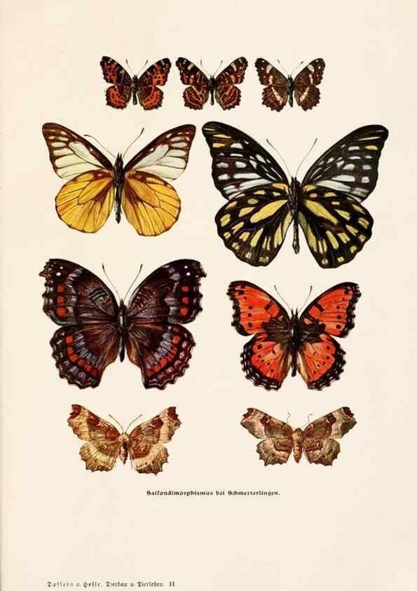 Reproducción/Reproduction 9680209666: Tierbau und tierleben in ihrem zusammenhang betrachtet. Leipzig, und BerlinB. G. Teubner,1910-14.