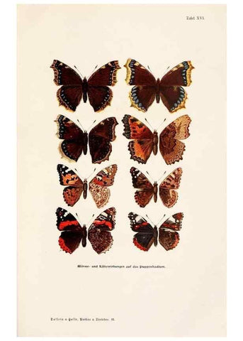 Reproducción/Reproduction 9680210724: Tierbau und tierleben in ihrem zusammenhang betrachtet. Leipzig, und BerlinB. G. Teubner,1910-14.