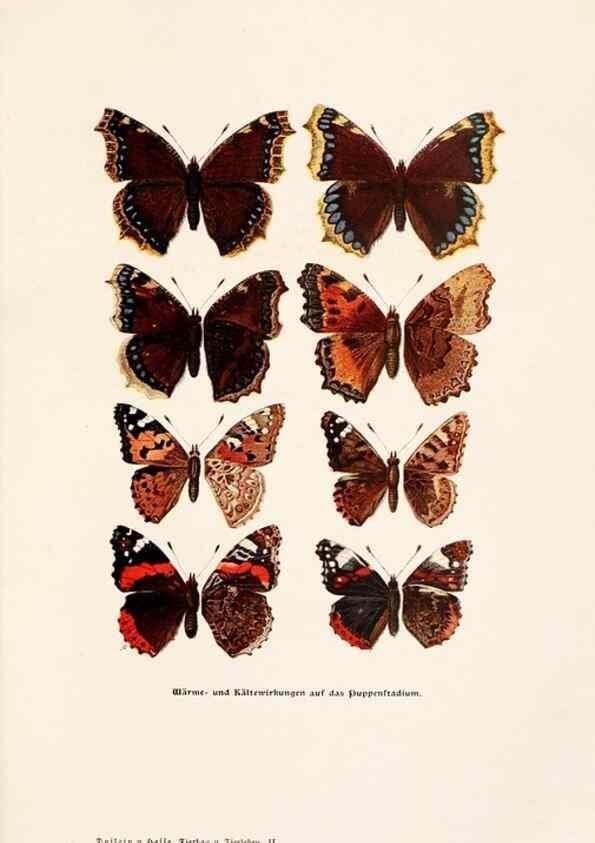 Reproducción/Reproduction 9680210724: Tierbau und tierleben in ihrem zusammenhang betrachtet. Leipzig, und BerlinB. G. Teubner,1910-14.