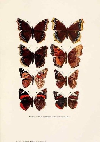 Reproducción/Reproduction 9680210724: Tierbau und tierleben in ihrem zusammenhang betrachtet. Leipzig, und BerlinB. G. Teubner,1910-14.
