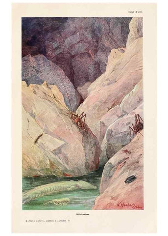 Reproducción/Reproduction 9680212142: Tierbau und tierleben in ihrem zusammenhang betrachtet. Leipzig, und BerlinB. G. Teubner,1910-14.