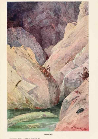Reproducción/Reproduction 9680212142: Tierbau und tierleben in ihrem zusammenhang betrachtet. Leipzig, und BerlinB. G. Teubner,1910-14.