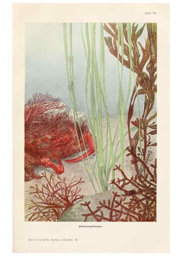 Reproducción/Reproduction 9676965995: Tierbau und tierleben in ihrem zusammenhang betrachtet. Leipzig, und BerlinB. G. Teubner,1910-14.
