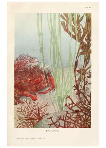 Reproducción/Reproduction 9676965995: Tierbau und tierleben in ihrem zusammenhang betrachtet. Leipzig, und BerlinB. G. Teubner,1910-14.
