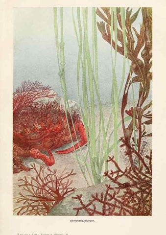 Reproducción/Reproduction 9676965995: Tierbau und tierleben in ihrem zusammenhang betrachtet. Leipzig, und BerlinB. G. Teubner,1910-14.