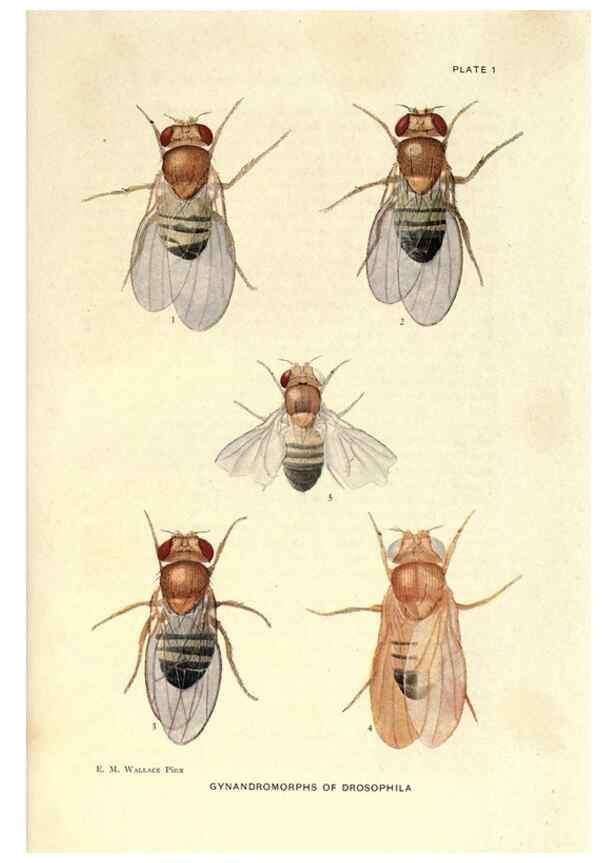 Reproducción/Reproduction 9684901035: Contributions to the genetics of Drosophila melanogaster .... Washington,Carnegie Institution of Washington,1919.