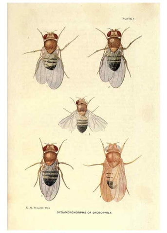 Reproducción/Reproduction 9684901035: Contributions to the genetics of Drosophila melanogaster .... Washington,Carnegie Institution of Washington,1919.