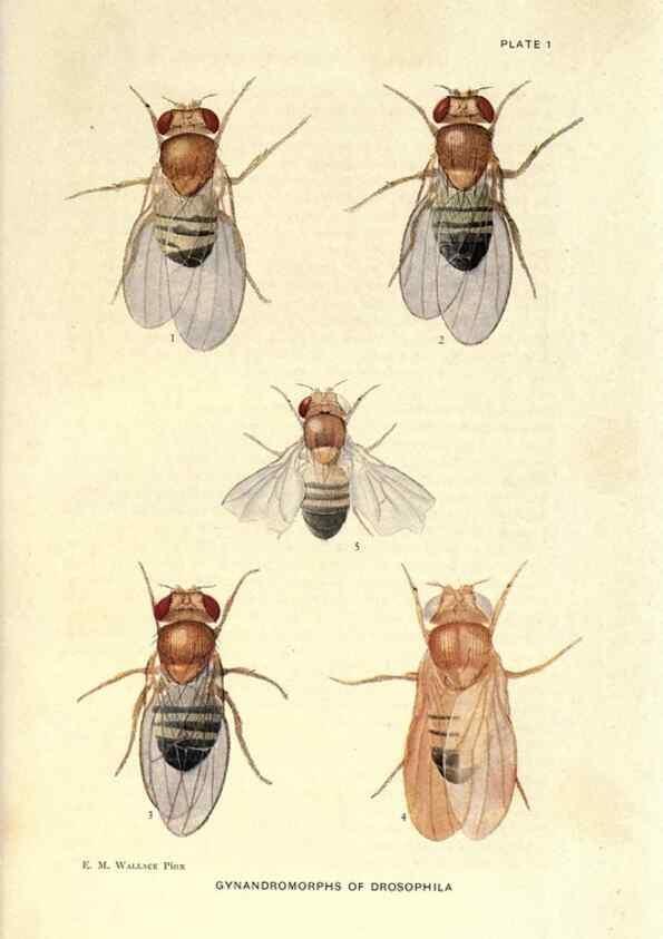 Reproducción/Reproduction 9684901035: Contributions to the genetics of Drosophila melanogaster .... Washington,Carnegie Institution of Washington,1919.