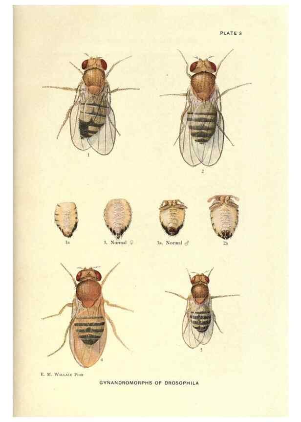Reproducción/Reproduction 9684903393: Contributions to the genetics of Drosophila melanogaster .... Washington,Carnegie Institution of Washington,1919.