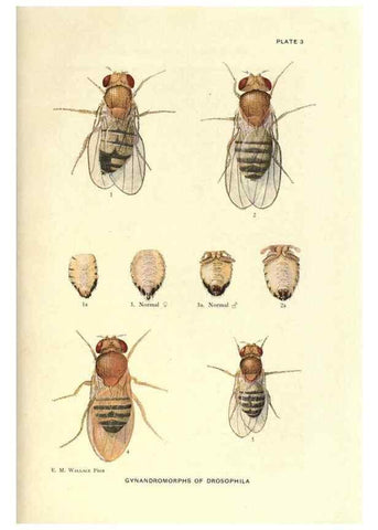 Reproducción/Reproduction 9684903393: Contributions to the genetics of Drosophila melanogaster .... Washington,Carnegie Institution of Washington,1919.