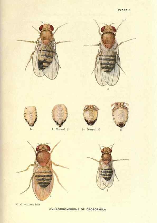 Reproducción/Reproduction 9684903393: Contributions to the genetics of Drosophila melanogaster .... Washington,Carnegie Institution of Washington,1919.