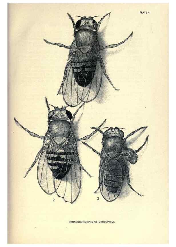 Reproducción/Reproduction 9688142890: Contributions to the genetics of Drosophila melanogaster .... Washington,Carnegie Institution of Washington,1919.