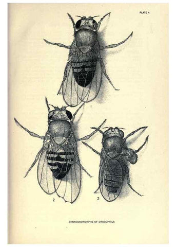 Reproducción/Reproduction 9688142890: Contributions to the genetics of Drosophila melanogaster .... Washington,Carnegie Institution of Washington,1919.