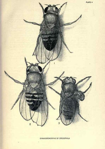 Reproducción/Reproduction 9688142890: Contributions to the genetics of Drosophila melanogaster .... Washington,Carnegie Institution of Washington,1919.