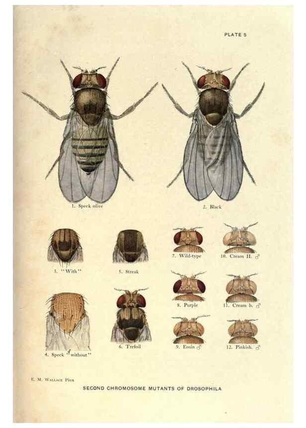 Reproducción/Reproduction 9684906157: Contributions to the genetics of Drosophila melanogaster .... Washington,Carnegie Institution of Washington,1919.