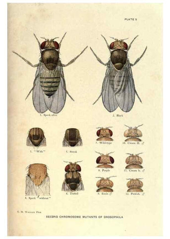 Reproducción/Reproduction 9684906157: Contributions to the genetics of Drosophila melanogaster .... Washington,Carnegie Institution of Washington,1919.