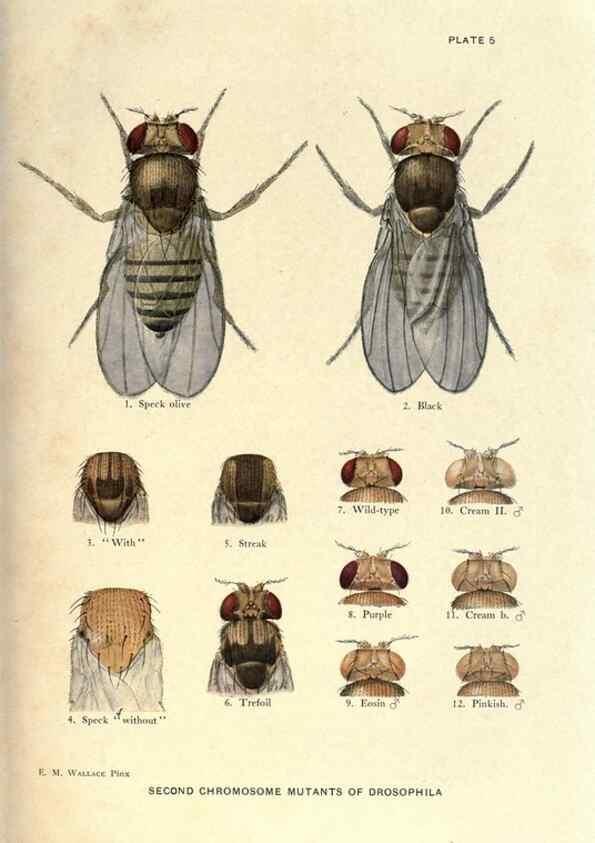 Reproducción/Reproduction 9684906157: Contributions to the genetics of Drosophila melanogaster .... Washington,Carnegie Institution of Washington,1919.