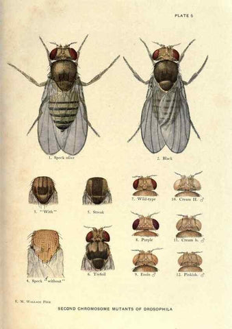 Reproducción/Reproduction 9684906157: Contributions to the genetics of Drosophila melanogaster .... Washington,Carnegie Institution of Washington,1919.