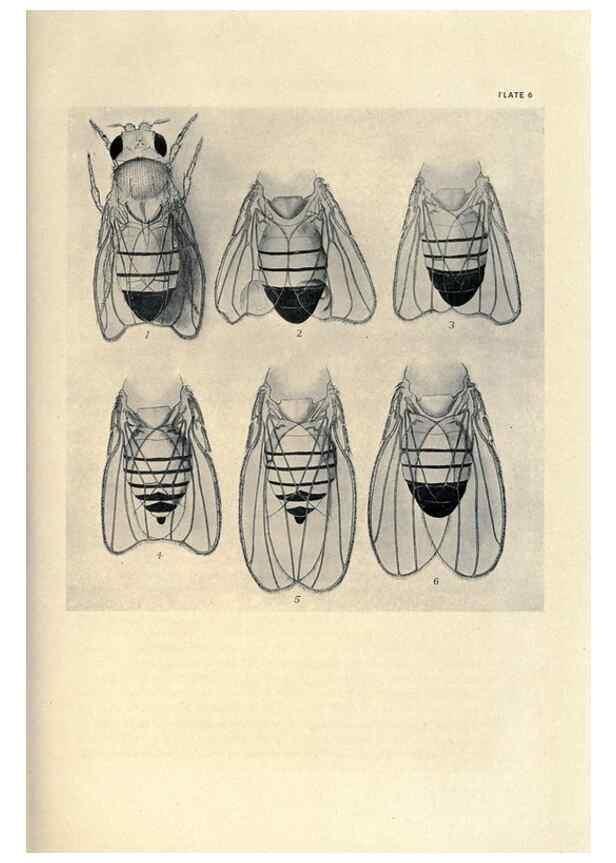 Reproducción/Reproduction 9688145530: Contributions to the genetics of Drosophila melanogaster .... Washington,Carnegie Institution of Washington,1919.