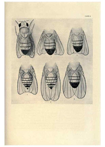 Reproducción/Reproduction 9688145530: Contributions to the genetics of Drosophila melanogaster .... Washington,Carnegie Institution of Washington,1919.