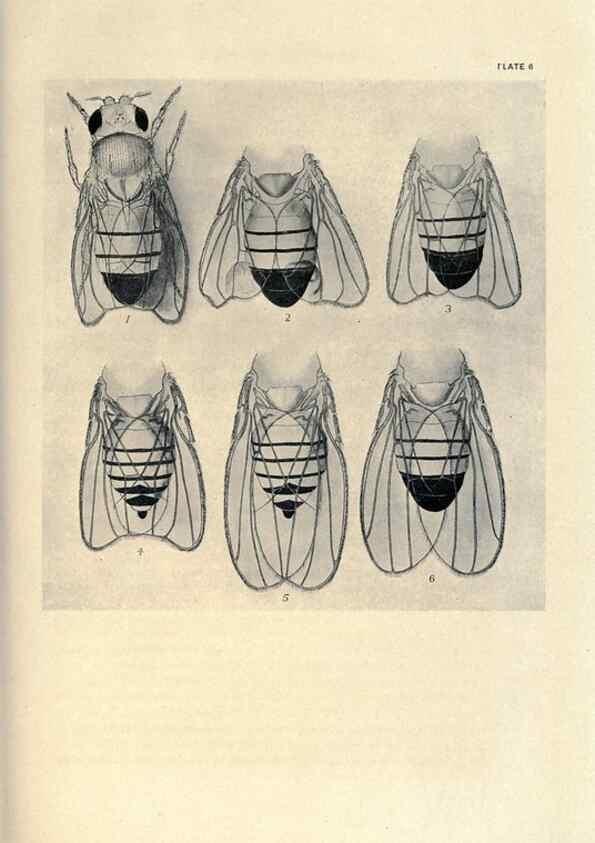 Reproducción/Reproduction 9688145530: Contributions to the genetics of Drosophila melanogaster .... Washington,Carnegie Institution of Washington,1919.