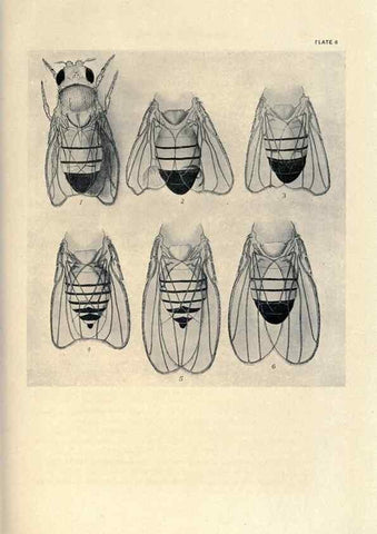 Reproducción/Reproduction 9688145530: Contributions to the genetics of Drosophila melanogaster .... Washington,Carnegie Institution of Washington,1919.