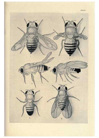 Reproducción/Reproduction 9688146912: Contributions to the genetics of Drosophila melanogaster .... Washington,Carnegie Institution of Washington,1919.