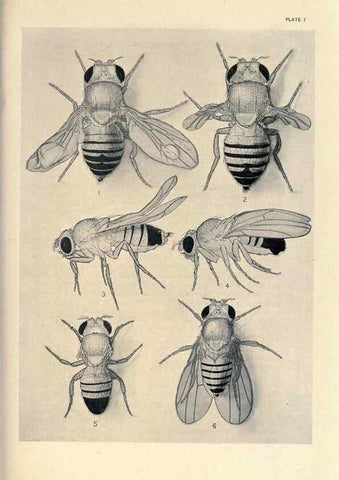 Reproducción/Reproduction 9688146912: Contributions to the genetics of Drosophila melanogaster .... Washington,Carnegie Institution of Washington,1919.