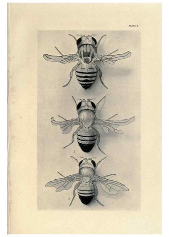 Reproducción/Reproduction 9684910321: Contributions to the genetics of Drosophila melanogaster .... Washington,Carnegie Institution of Washington,1919.