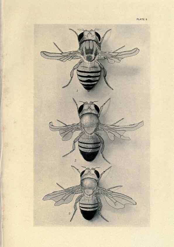 Reproducción/Reproduction 9684910321: Contributions to the genetics of Drosophila melanogaster .... Washington,Carnegie Institution of Washington,1919.