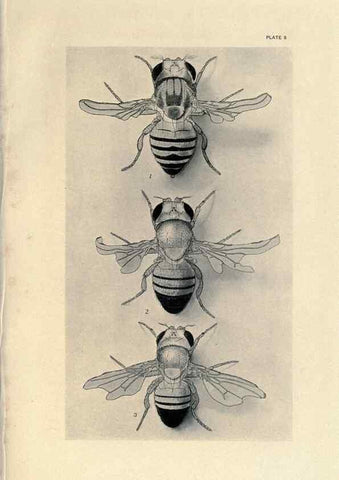 Reproducción/Reproduction 9684910321: Contributions to the genetics of Drosophila melanogaster .... Washington,Carnegie Institution of Washington,1919.
