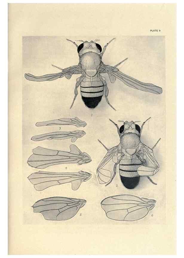 Reproducción/Reproduction 9684911563: Contributions to the genetics of Drosophila melanogaster .... Washington,Carnegie Institution of Washington,1919.