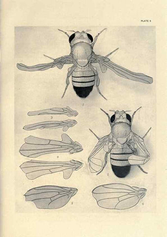 Reproducción/Reproduction 9684911563: Contributions to the genetics of Drosophila melanogaster .... Washington,Carnegie Institution of Washington,1919.