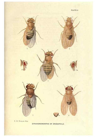 Reproducción/Reproduction 9684902213: Contributions to the genetics of Drosophila melanogaster .... Washington,Carnegie Institution of Washington,1919.