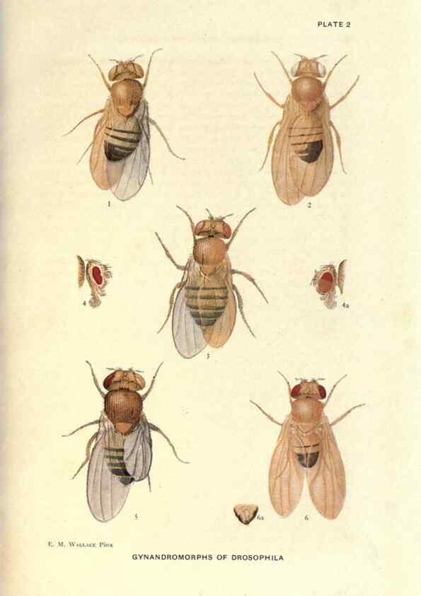 Reproducción/Reproduction 9684902213: Contributions to the genetics of Drosophila melanogaster .... Washington,Carnegie Institution of Washington,1919.
