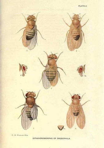 Reproducción/Reproduction 9684902213: Contributions to the genetics of Drosophila melanogaster .... Washington,Carnegie Institution of Washington,1919.