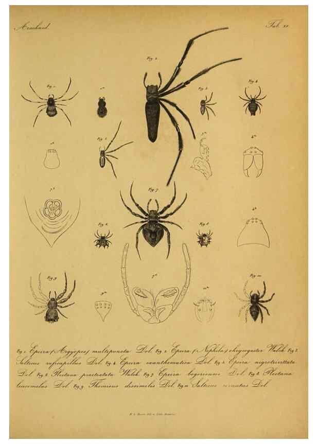 Reproducción/Reproduction 9596724345: Bijdrage tot de kennis der arachniden van den Indischen archipel.. Batavia,1857-[1859]