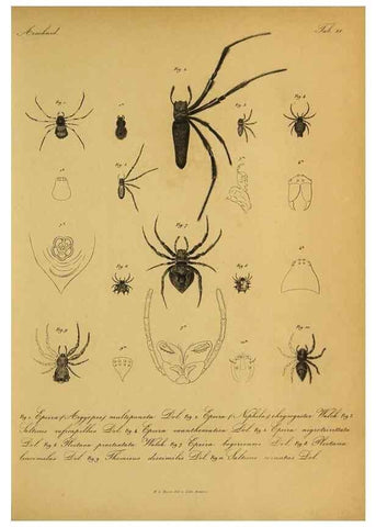 Reproducción/Reproduction 9596724345: Bijdrage tot de kennis der arachniden van den Indischen archipel.. Batavia,1857-[1859]