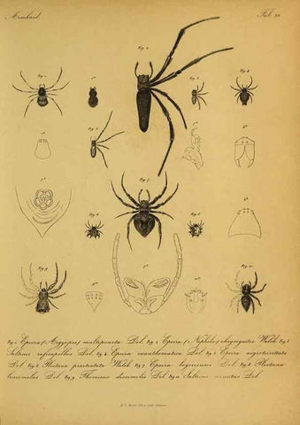 Reproducción/Reproduction 9596724345: Bijdrage tot de kennis der arachniden van den Indischen archipel.. Batavia,1857-[1859]