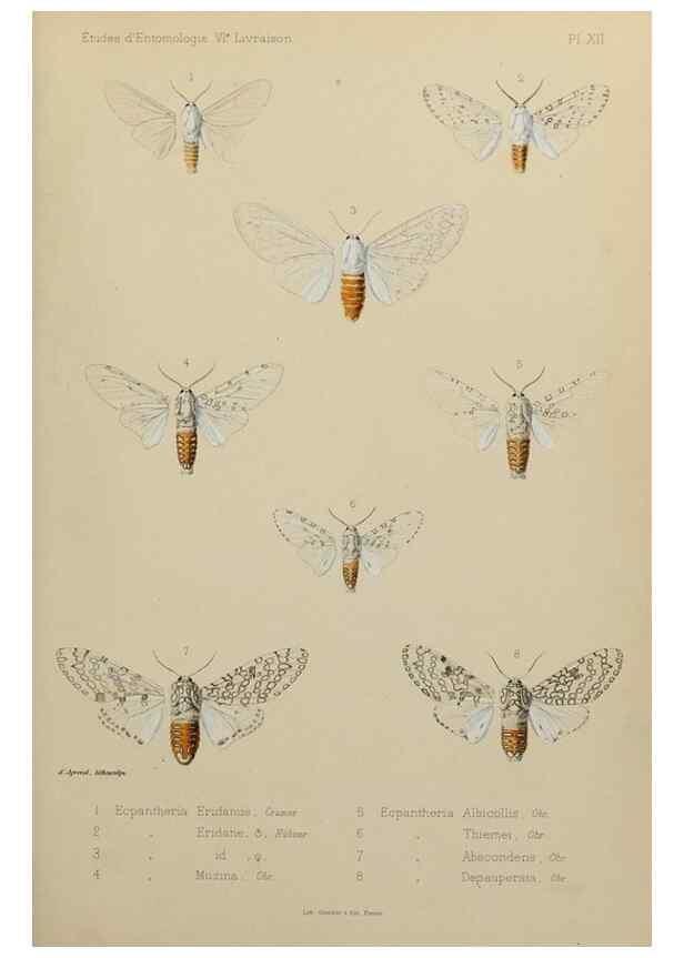 Reproducción/Reproduction 9607809062: Études d'entomologie :. Rennes :Imprimerie Oberthür,[1876]-1902.
