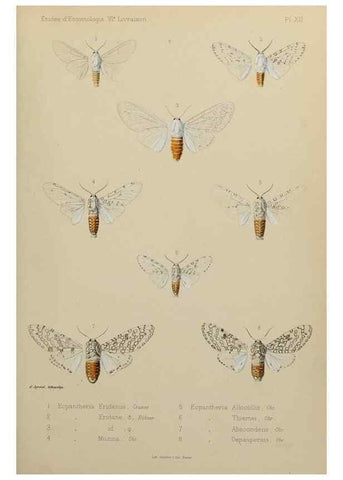 Reproducción/Reproduction 9607809062: Études d'entomologie :. Rennes :Imprimerie Oberthür,[1876]-1902.