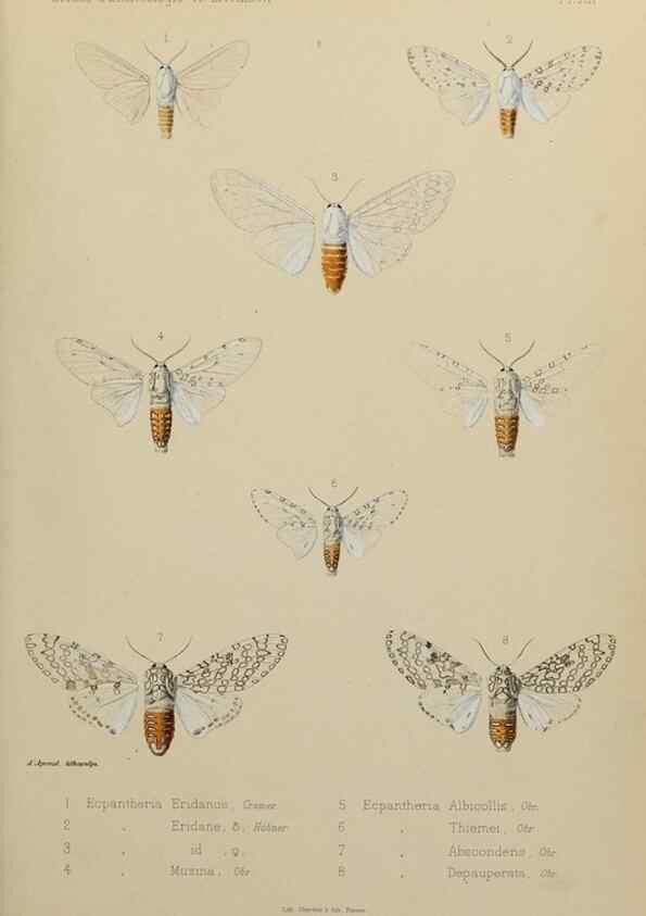 Reproducción/Reproduction 9607809062: Études d'entomologie :. Rennes :Imprimerie Oberthür,[1876]-1902.