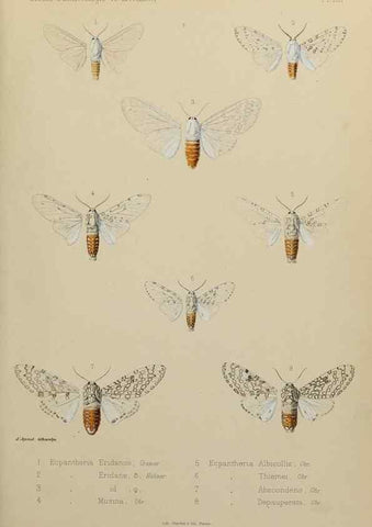 Reproducción/Reproduction 9607809062: Études d'entomologie :. Rennes :Imprimerie Oberthür,[1876]-1902.