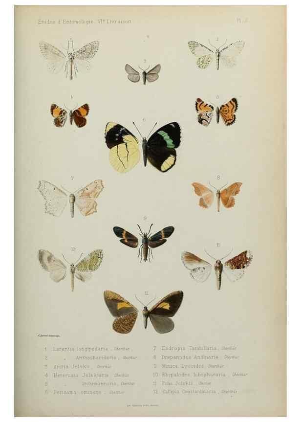 Reproducción/Reproduction 9604572965: Études d'entomologie :. Rennes :Imprimerie Oberthür,[1876]-1902.
