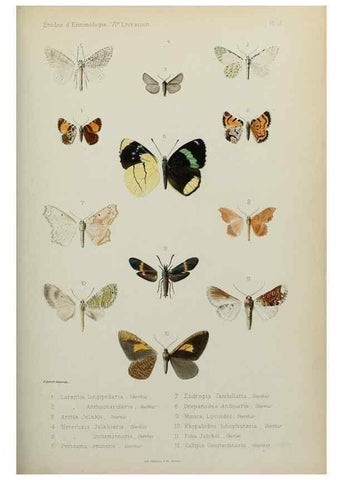 Reproducción/Reproduction 9604572965: Études d'entomologie :. Rennes :Imprimerie Oberthür,[1876]-1902.